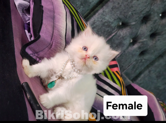Parsian kitten